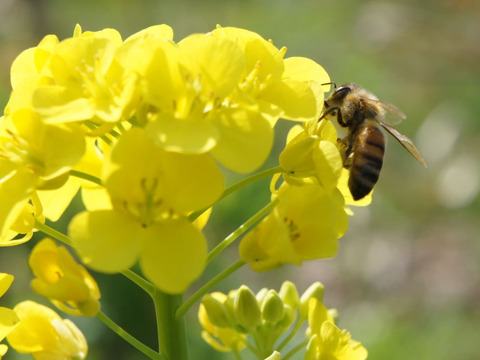 ぽん酢とセット！お試しに　皮まで使える瀬戸内レモン　約８個　M～Lサイズ