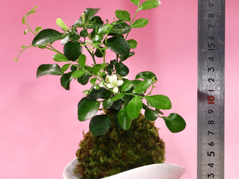 〜優しい空間を〜　苔玉　月橘（げっきつ）