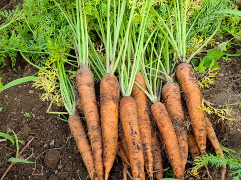 自然の甘みがぎゅっと詰まった！農薬不使用にんじん 3kg（農薬・化学肥料・除草剤・防虫剤不使用／家庭用サイズ）