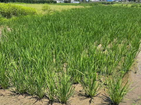 平飼い有精卵 おぼろ月 6個入×8パック 48個入 遠藤農園 埼玉県加須市 後藤もみじ卵