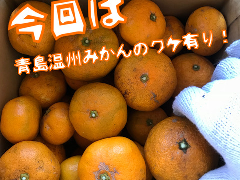【熱海産♨️農薬化学肥料不使用】《ワケ有り!》青島温州みかん 約4.5kg入り
