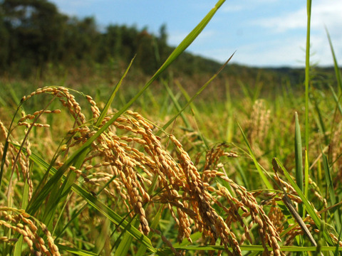 〈ポストに投函〉生命力溢れる 三種の古代米【無肥料・栽培期間中農薬不使用 自然栽培 天日干し】