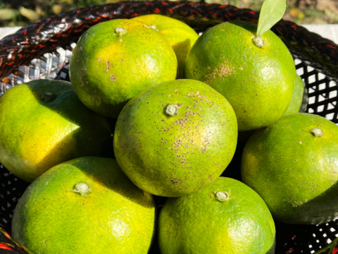 【送料お得！】農薬・肥料不使用｜自然栽培 極早生みかん３kg×２箱（お試しサイズをお裾分け）【食べチョク限定・小玉みかん増量中】