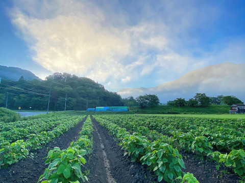 ほっくりコク旨丹波篠山黒枝豆を日時指定便でお届けします♪