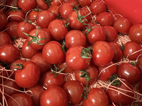 Ⓜ1.2kg【野菜ソムリエサミット銀賞受賞】プチぷよ《冬の陣》