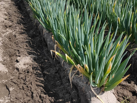 【クール便】たっちゃん農園の白ネギ M10kg程度(~1cm程度)