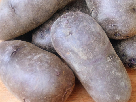 農園おまかせ新じゃがセット 計1.5㎏（3-4品種 計10-18個程)