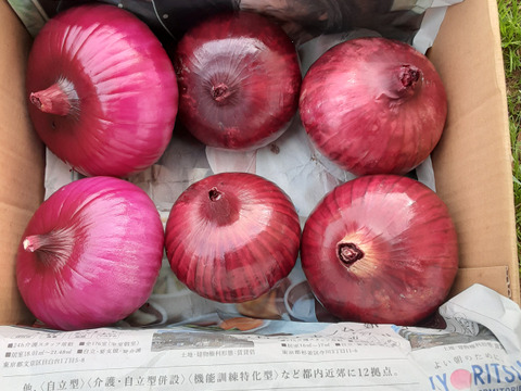 かまちゃん農園の「赤玉ねぎ箱に入るだけ」❣