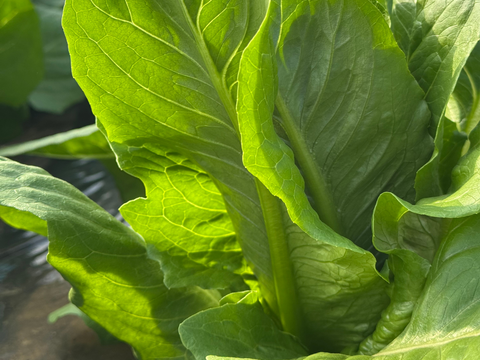 【数量限定】ロメインレタス　２個入り　シーザーサラダのレタス！