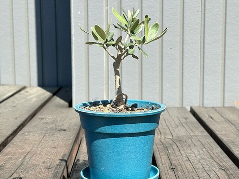 オリーブ 鉢植え 「コレッジョラ」 シンボルツリー 観葉植物