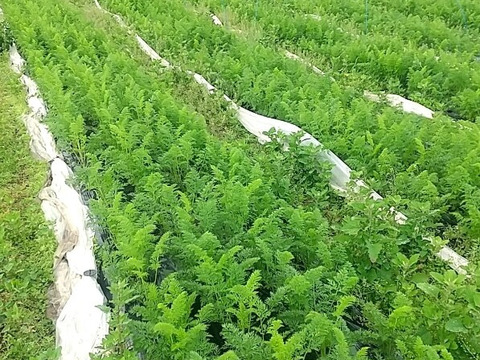 固定種の葉つき人参1.4kg位、農薬化学肥料除草剤不使用