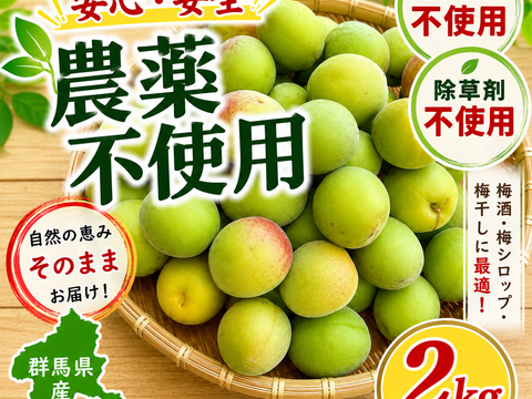 農薬不使用 青梅〜中熟梅 2Kg 自家農園 梅干し　梅酒 梅シロップ 農家直送 収穫後発送