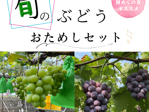【数量限定】ぶどうお試しパック450g×4（シャインマスカット2房お約束‼︎）