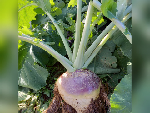 ルタバガ(スウェーデンカブ)　１個(800g以上)