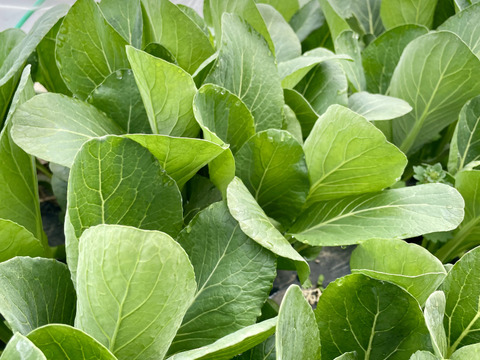 小松菜4kg(200g×20袋) 農薬・化学肥料不使用