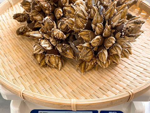 【浜名湖産】天然カメノテ1キロ入り