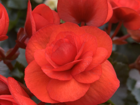 【贈答用】可愛らしい3色のベゴニアが入った人気商品です。エラチオールベゴニア【バスケット３入】４寸