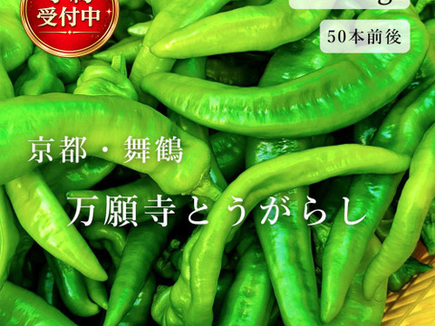 【予約販売】京都・舞鶴産 朝採れ万願寺とうがらし 良品 約1ｋg