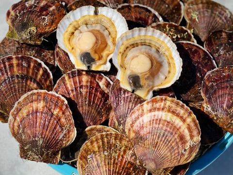 特選‼️鮮度抜群❗️甘くてぷりぷりの活ホタテ(大、中サイズ混ざり)2キロ