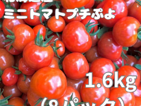 ミニトマトプチぷよ1.6kg