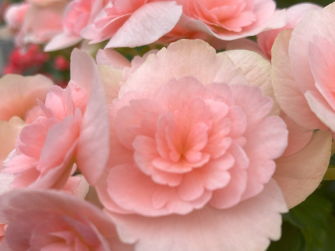 エラチオールベゴニア【クリスティーフリンジ】4.5寸　上品なペールピンクとギザギザの花弁が個性的なエレガントな品種です。
