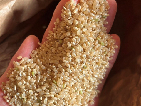 【農薬・肥料不使用】令和七年産　正信　白米