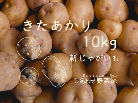 静岡県産 有機新じゃがいも10kg きたあかり