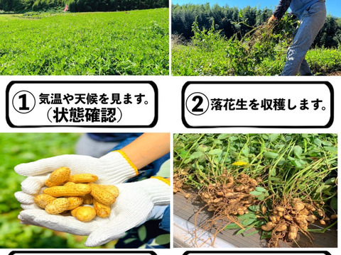 【おおまさりネオ】千葉県産　生落花生！極大粒で1Kg　新豆2025年収穫
