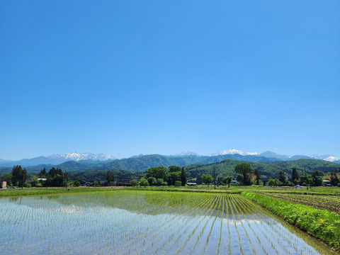 立山粥（200g×20個）富山県立山町産コシヒカリ100％使用 富山湾