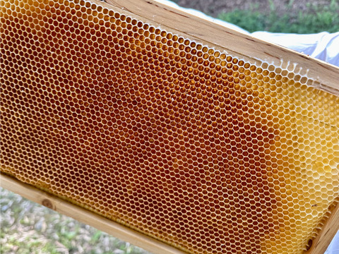 蜂蜜『宇都宮産ミルフィオーリNo.5』120g　（5月蜜）