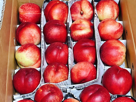 終盤❗️ネクもも🍑ハネージュ🍑3キロ箱　規格外　訳あり