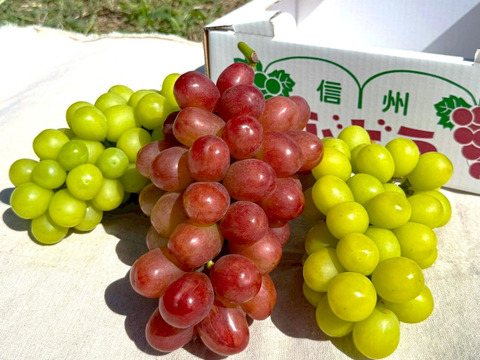 ☆信州のぶどうを食べ比べ☆ シャインマスカット2房＆長野県