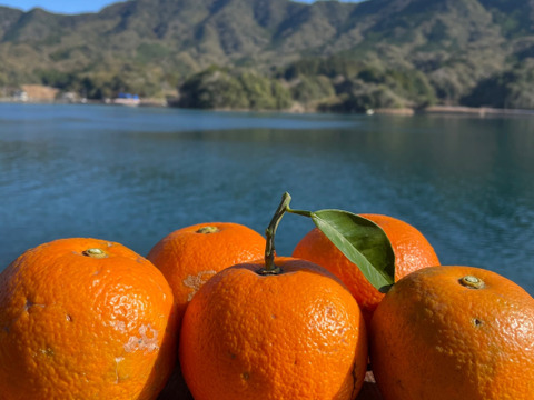 箱込み4kg 橙栽培期間中農薬・化学肥料を使用していない　人と環境に優しい橙