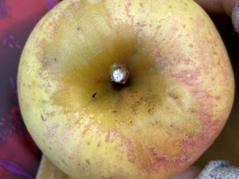 甘くてジューシー！きみと (B品りんご２㎏)