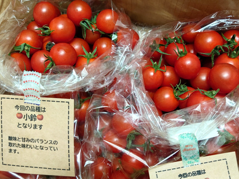 笑顔引き出す！みにとまとの食べ比べ 1.5kg