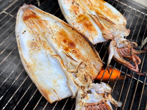 【ヤリイカ食べ比べ】一夜干し&西京味噌漬け