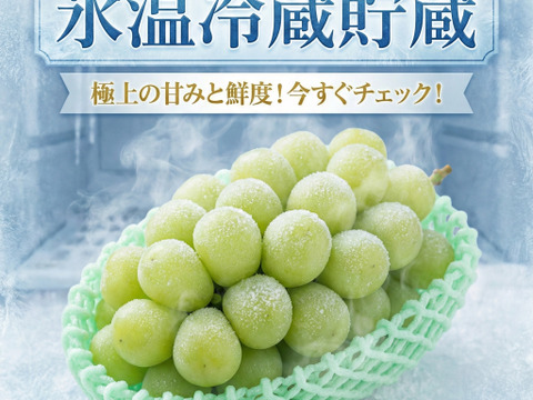 贈答用　シャインマスカット　２房（1.2キロ前後）