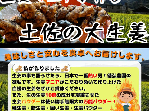 土佐の大生姜　高知県産　生姜　2㎏