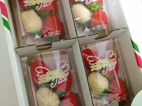 【紅白いちご】
食べやすいサイズ
スカイベリーと白いちごの小４パックセット
【いちご食べ比べ】