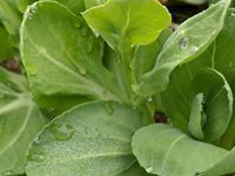 2023年冬【あったか冬野菜】お野菜詰合せセット(５～８品目)