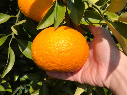 【熱海産♨農薬不使用】紅甘夏 約2kg