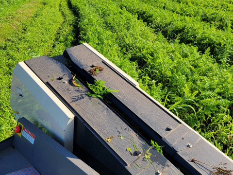 有機人参（訳ありC品）　3kg農薬・化学肥料不使用！小分け袋付！【有機JAS認証】