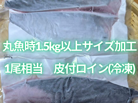 新星！養殖スマ(媛スマ)冷凍皮付ロイン(400g以上) 4パック/箱