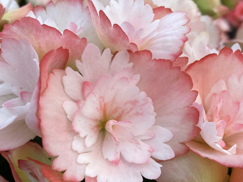 【贈答用】可愛らしい色合いと個性的な花弁が大人気のエラチオールベゴニア【シンディーフリンジ】4.5寸。