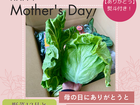 採りたて野菜12品と完熟中玉トマト500ｇセット（本州の方限定）