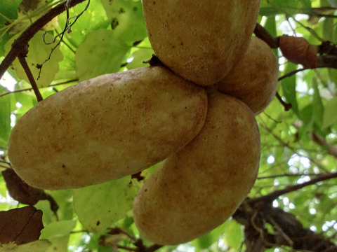 自然栽培アケビ２キロとちょっと  80サイズ⭐️⭐️⭐️⭐️⭐️