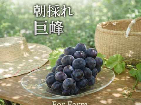【食べる喜び・贈る喜びを感じる】巨峰2㎏　4～5房