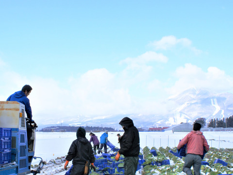 甘い！雪下キャベツ　5ｋｇ（2-4玉）