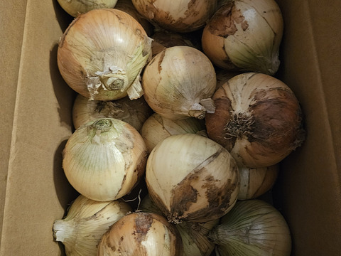 【白子町特産】✨林農園の新玉ねぎ
✨（５kg）