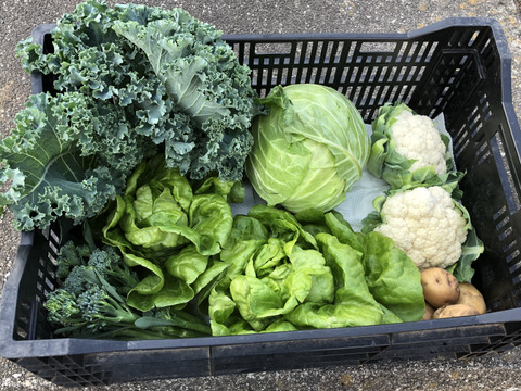 有機肥料と節減対象農薬にこだわった旬の野菜セット